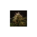 AUTO WINWEED CBD 3 unidades