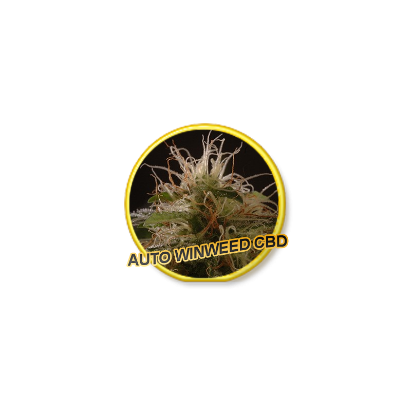 AUTO WINWEED CBD 3 unidades